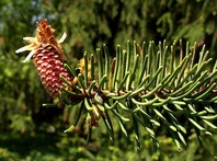 Smrk ztepilý (Picea abies Tabuliformis)