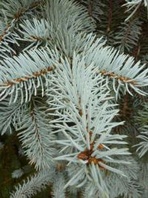 Smrk pichlavý (Picea pungens Argentea)