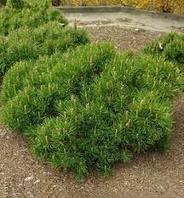 Borovice kleč (Pinus mugo Pumilio)